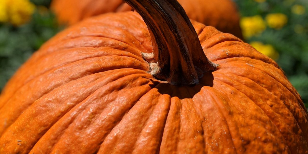 Knott’s Spooky Farm: A MUST GO!